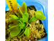 Dionaea muscipula "BZ Razorbak"