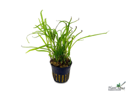 Литторелла унифлора (горшок)