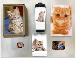 Бокс с котиками №7