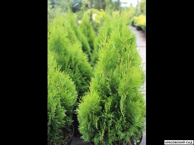 Туя Микки - Miky