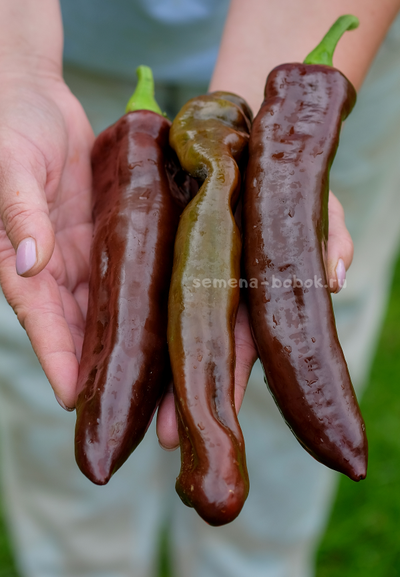 Перец сладкий Spitzpaprika Chocolate (Шпицпаприка Чоколейт), 10 шт