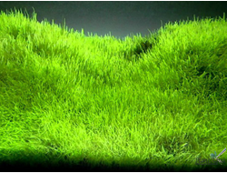 UTRICULARIA GRAMINIFOLIA/ УТРИКУЛЯРИЯ ГРАМИНИФОЛИЯ (меристемная), XL контейнер