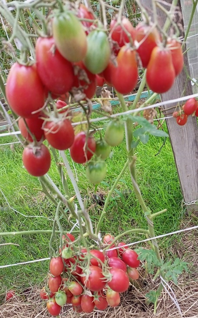 Томат Чио-чио-сан