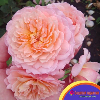 Андре Туркат (Andre Turcat)