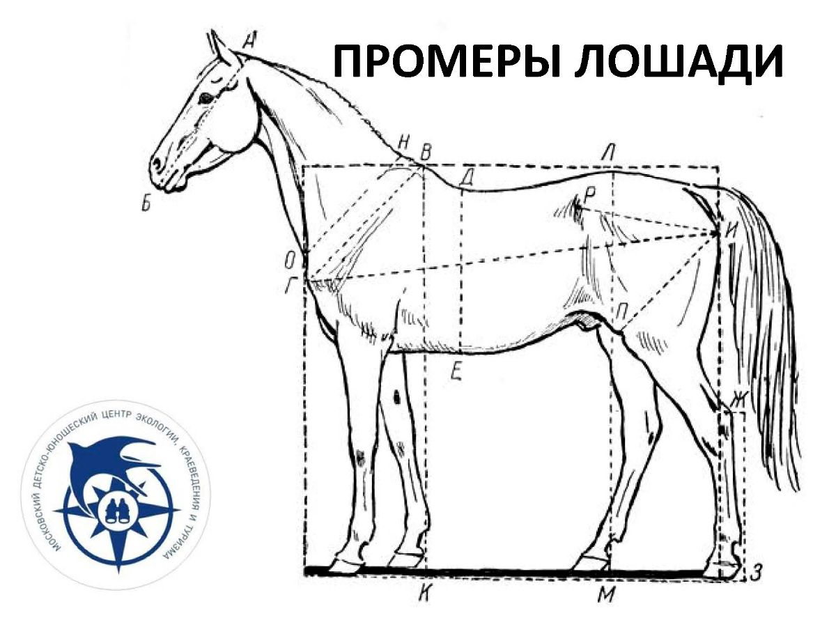 Лошадь сверху