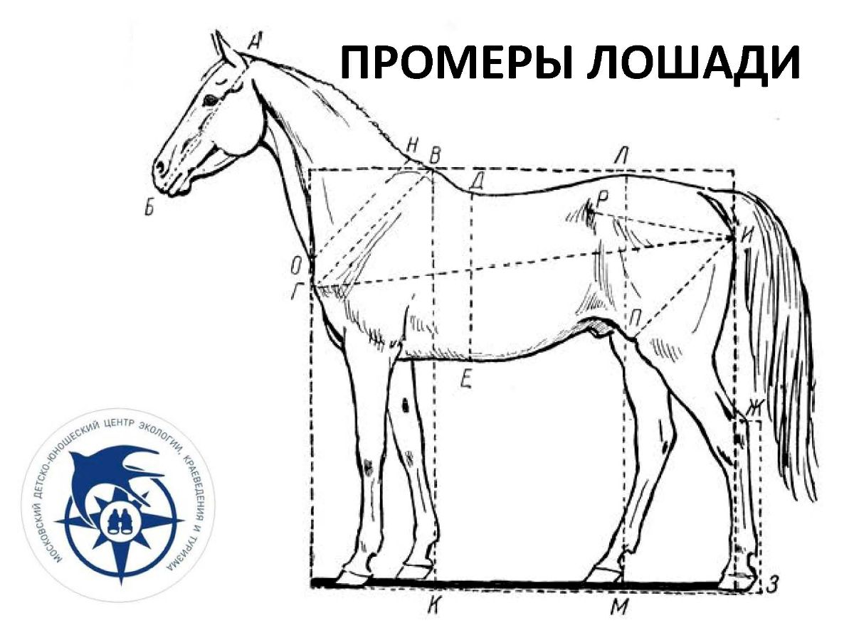 Сколько в человеке лошадиных