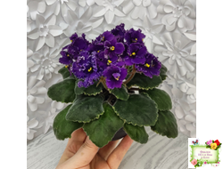 ЛЕ-Константин (Е. Лебецкая) 2019 г.