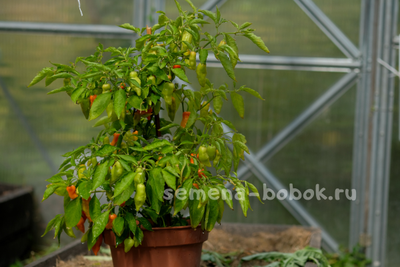 Перец сладкий Habanero Habanada  (Хабанеро Хабанада), 10 шт