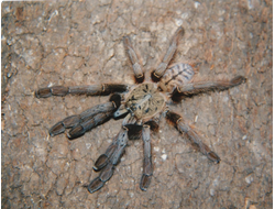 Phormingochilus everetti