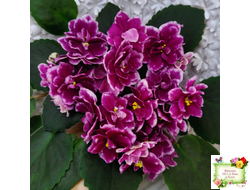 АВ-Последняя Любовь Самурая (Фиалковод) 2021 г.