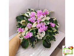 Cherokee Trail (L. Ray) трейлер (пасынок сорт посажен 06.10.25)