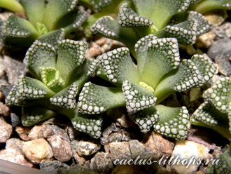 Titanopsis calcarea SB1111 Magersfontein (MG) - 5 семян