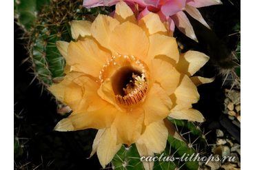 ECHINOPSIS hybrid `ALLADIN`