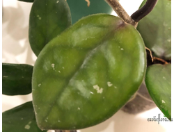 Hoya Carnosa Chelsea Clon A