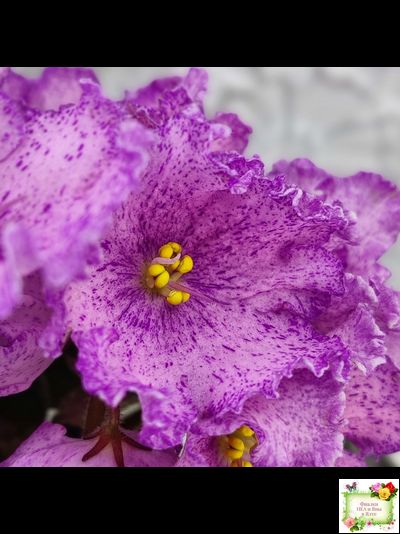 АВ-Самый Сок (Фиалковод) 2022 г.