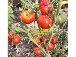 Томат Красный Пенна (Red Penna)