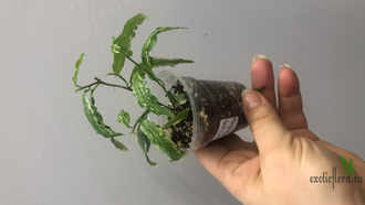 Ficus Sagittata Mutabilis / фикус сагиттата мутабилис