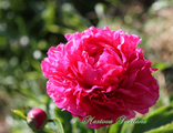 Paeonia Rose Heart