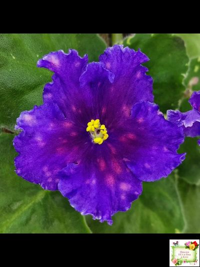 Nik-Сокровище Каравана (Н. Булко) 2022 г. (сортовой стартер)