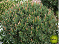 Сосна горная "Литомисл" (0,5 м)