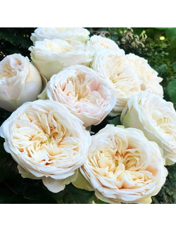 Евгения (Eugenie)