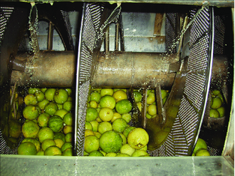 Бергамот (Citrus bergamia) органик, Сицилия, 1 гр - 100% натуральное эфирное масло