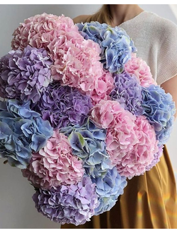 15 гортензий (цвет на выбор)