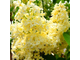 Примрозе сирень обыкновенная (Syringa vulgaris Primrose)
