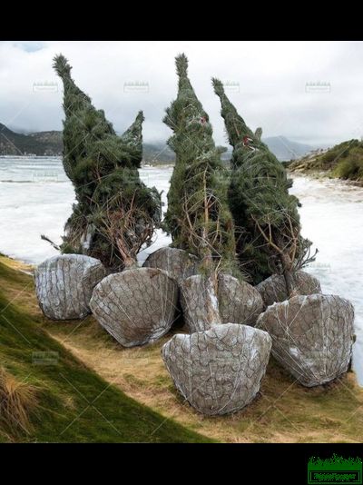 Сетка для кома Ромашка d1600х1,7мм (упаковка 5 шт.)