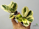 Фикус Джулия / Моклэйм вариегатный / ficus Giulia
