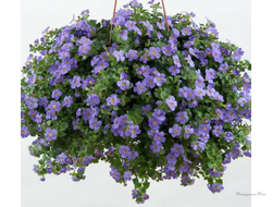 Бакопа Scopia  Gulliver Blue