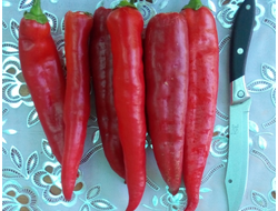 Перец острый Теща моя