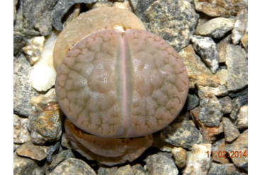 Lithops hookeri v. subfenestrata brunneoviolacea C019
 