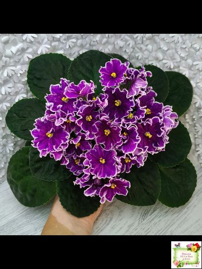 АВ-Просто Космос (Фиалковод) 2019 г.