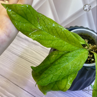 14/02/2025 hoya ranauensis