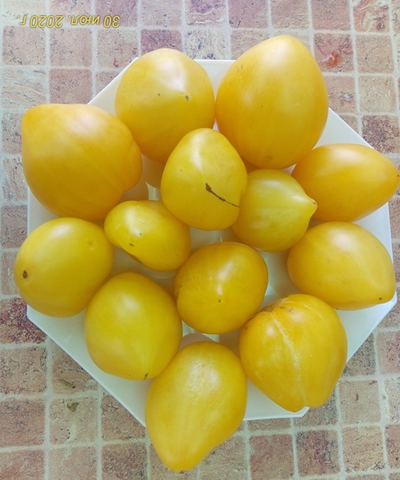 Томат гном Лимонный лед (Dwarf Lemon Ice, дварф Лемон айс) США