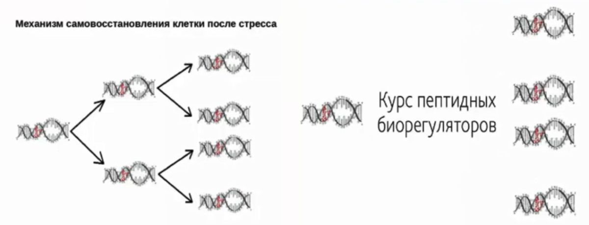 Восстановление с помощью пептидов Хавинсона