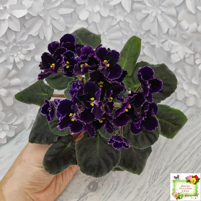 Mac's Black Pearl (G.McDonald) (лист посажен 01.11.25)