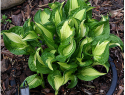 Хоста Emerald Necklace