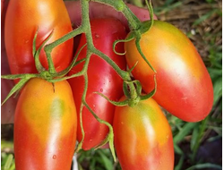 Томат Варвара