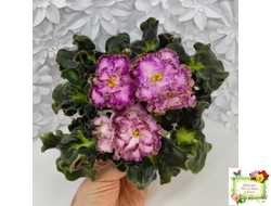 ЛЕ-Пряная Корица (Е. Лебецкая) 2020 г.