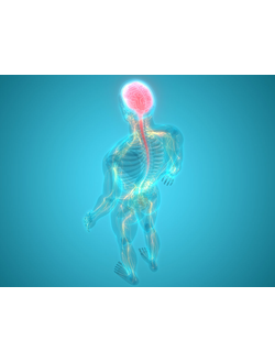 Центральная нервная система (ЦНС)