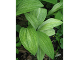 Allium ochotense &#039;Chiri Fu&#039;