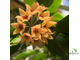 24/07/2025 Hoya Cutis Porcelana