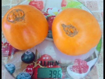 Томат Верна оранжевая