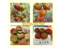 Томат Заржавевшее сердце Эверета (Everett's Rusty Oxheart)