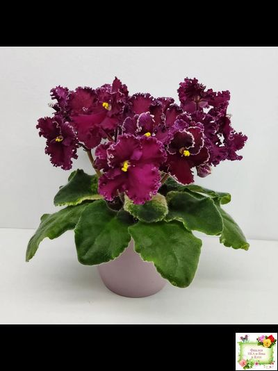 ЛЕ-Шелковые Кружева (Е. Лебецкая) 2017 г. (лист посажен 28.01.26)