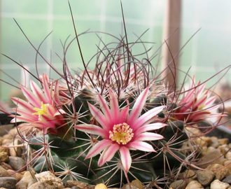 Mammillaria johnstonii v. sancarlensis (D=30мм)