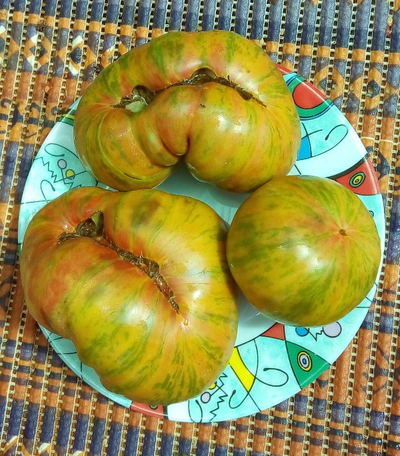 Томат Грин копия (Зеленая копия, Grin copia)