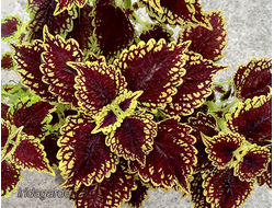 Колеус Sultana